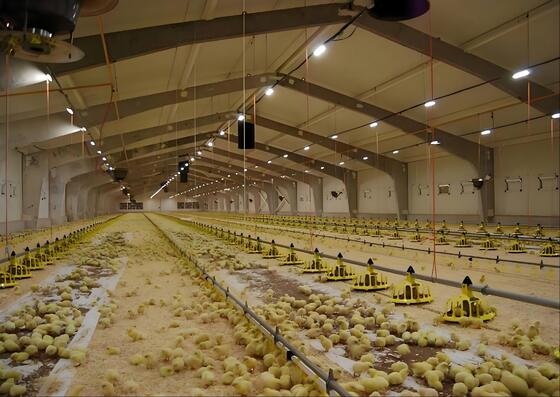 Q235B Steel Frame Chicken Coop ASTM A123 4.6 Meters  Broiler Poultry House
