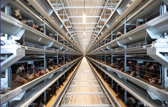 2.5 - 4,5 mètres Structure en acier Poule maison poulailler cadre en acier