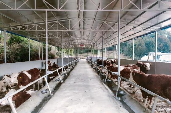 Q355B Steel Structure Poultry House 2.8 - 4.8m Anti Corrosion Galvanized Steel Structure